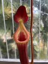 Nepenthes trusmadiensis gebraucht kaufen  Bergheim-Quadraht-Ichendorf