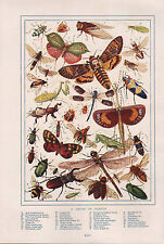 1911 natural history for sale  YORK