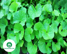 Centella asiatica 8000 usato  Spedire a Italy