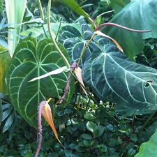 Anthurium germinated seed for sale  Shipping to Ireland