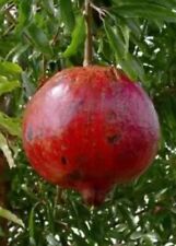 Pomegranate trees wonderful for sale  Fresno