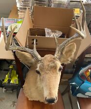 Taxidermy white tail for sale  Sewell