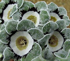 Primula auricula silver for sale  STANLEY