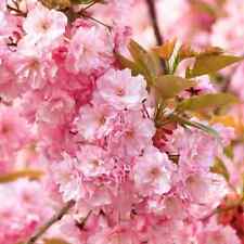 Flowering cherry blossom for sale  LONDON