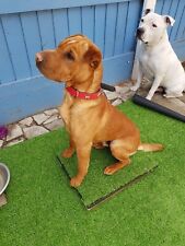 Homemade dog boundary for sale  DEWSBURY