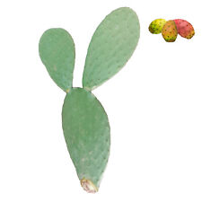 1Pz Pianta pala fico d'india alberello per frutti - Opuntia ficus indica usato  Supersano