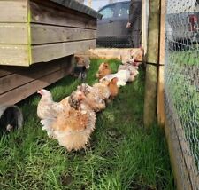 Pekin bantam hatching for sale  KING'S LYNN