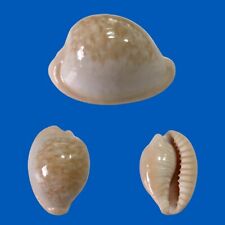 Cypraea fuscorubra, Hout Bay, South Africa, 29mm, CUTE, VERY NICE, used for sale  Shipping to South Africa
