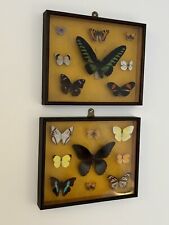 Pair boxed taxidermy for sale  LONDON