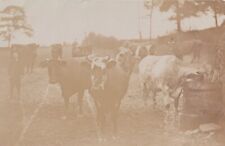 Vintage postcard milking for sale  LOUTH