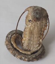Taxidermie serpent couleuvre usato  Spedire a Italy