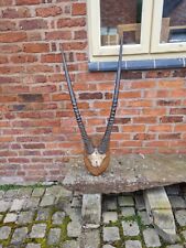 stag horn for sale  CREWE