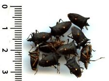 Used, Hemiptera, pentatomidae - 10 PROXIES VICTOR - entomology. insect 1601N for sale  Shipping to South Africa
