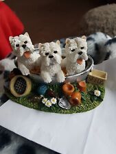 Westie dog for sale  ROTHERHAM