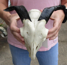 Authentic goat skull for sale  Saint Augustine