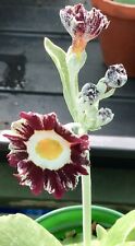 Primula auricula named for sale  TORPOINT