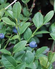 European blueberry seeds for sale  Coyle