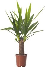 Yucca elephantipes large for sale  UK