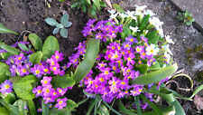 Garten primel primula gebraucht kaufen  Sinzheim