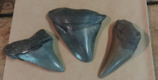 Fossil megalodon era for sale  Shipping to Ireland