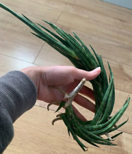 Sansevieria francisii spiky for sale  NEWCASTLE