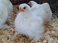 Quality bantam white for sale  Stantonsburg