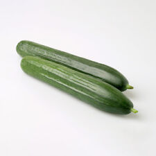 Cucumber carmen medium for sale  LLANDYSUL