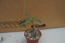 Boswellia neglecta cacti for sale  Shipping to Ireland