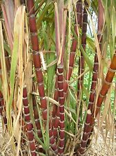 8 graines de CANNE A SUCRE GEANTE (Saccharum Officinarum)H117 SUGAR CANE SEEDS  d'occasion  Sanary-sur-Mer