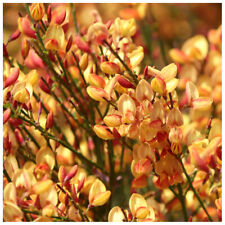 Cytisus apricot gem for sale  Shipping to Ireland