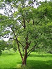 Acer griseum zimtahorn gebraucht kaufen  Eslohe