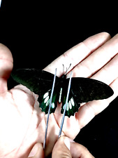 Papilio laodamas iopas d'occasion  Expédié en Belgium