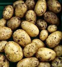 Nicola seed potatoes for sale  NEWRY