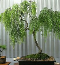 Weeping tea tree for sale  Shipping to Ireland