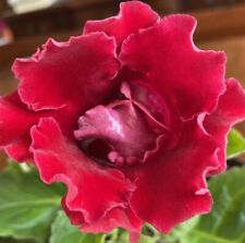 Blooming raspberry red for sale  Leesburg