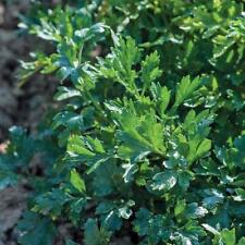 Flat leaved parsley for sale  IPSWICH