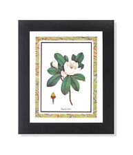 White magnolia ashei for sale  Springdale