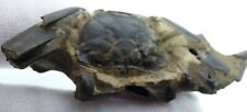 Fossil crab macrophalmus for sale  CIRENCESTER