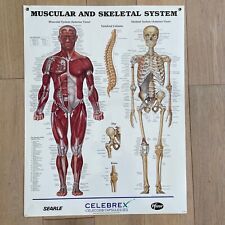 Medical poster muscular for sale  Albuquerque