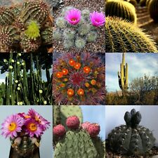 100 mixed cactus for sale  Bradenton