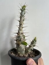 Pachypodium saundersii for sale  UK