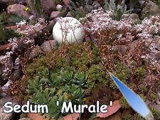 Sedum murale staude gebraucht kaufen  Strausberg