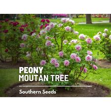 Peony moutan tree for sale  Wesley Chapel