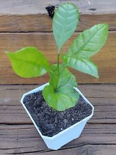 Coffee robusta plant for sale  Interlachen