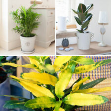 Houseplant collection 12cm for sale  PETERBOROUGH