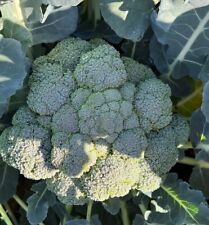 Brócolis - Sementes - Orgânico - Não OGM - Sementes de herança - Sementes de vegetais 2 comprar usado  Enviando para Brazil