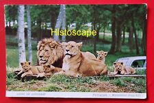 Postcard used lions for sale  CARDIFF