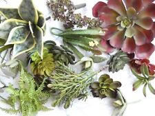 various sizes succulents for sale  Caruthers