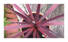 10x cordyline australis for sale  Shipping to Ireland