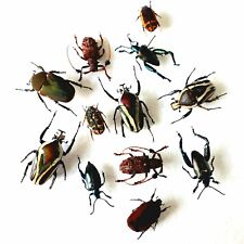 Beetle collection set for sale  SLEAFORD